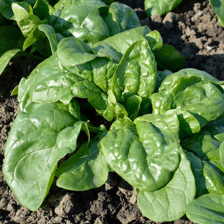 Alege Semințe de Spanac Matador 18G, soi rezistent la frig, cu frunze mari și gust plăcut. Ideal pentru grădină.