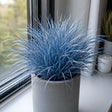 Silver Ocean, iarbă ornamentală perenă cu frunze subțiri în tonuri albastru-argintii și aspect fluid, perfectă pentru grădini, jardiniere și spații decorative, rezistentă și ușor de întreținut.