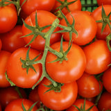 Semințe de tomate Buzău 22 22 g – soi românesc tradițional cu roșii mari și cărnoase