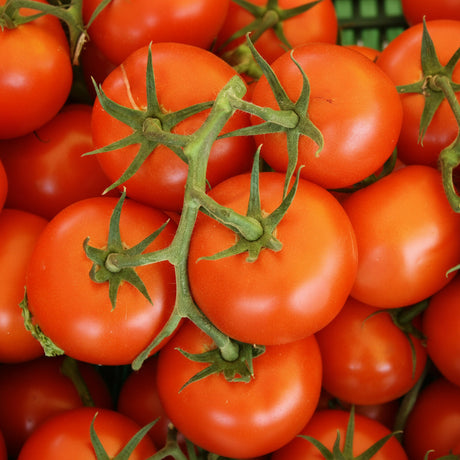 Semințe de tomate Buzău 22 22 g – soi românesc tradițional cu roșii mari și cărnoase