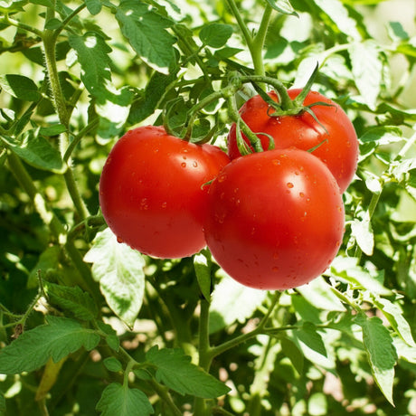 Semințe de Tomate Băcuni 0,8 g – plic semințe roșii soi tradițional românesc pentru grădină