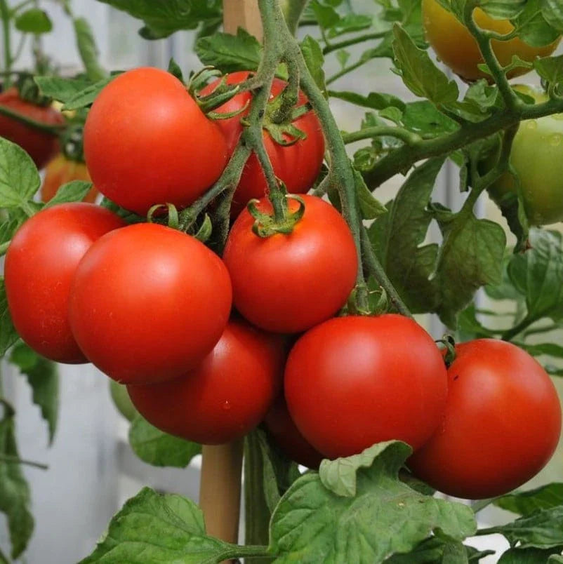Semințe de tomate Buzău 22 22 g – soi tradițional românesc cu roșii mari, cărnoase și productivitate ridicată