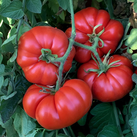 Semințe Tomate Homestead Kilotto F1 0,2 g – Hibrid pentru Producție Mare