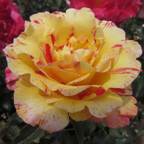 Trandafir Camille Pissarro® înflorit în grădină