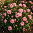  Trandafir „Roselina® by Kordes” la ghiveci