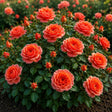 Trandafiri Floribunda "Flamingo by Kordes" la ghiveci