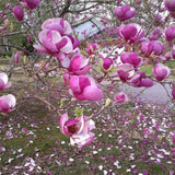 Magnolia "Old Port" la ghiveci