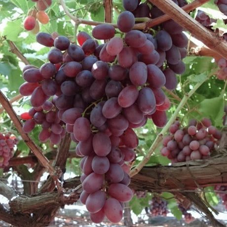 Struguri roșii fără sâmburi Crimson Seedless, boabe ferme și gust dulce echilibrat