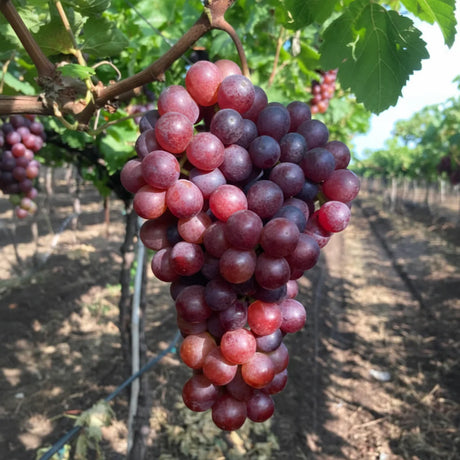 Ciorchini de struguri Flame Seedless, roșii-aprins, dulci și fără sâmburi, în grădina luminoasă