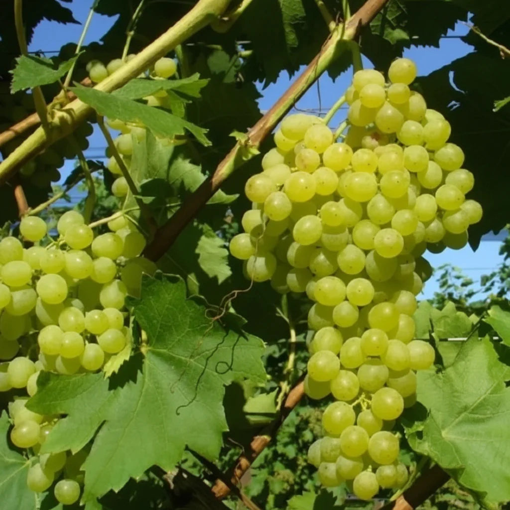 Struguri Thompson Seedless verzi, fără sâmburi, ciorchini mari și zemoși, crescuți pe viță de vie sănătoasă, ideali pentru consum proaspăt