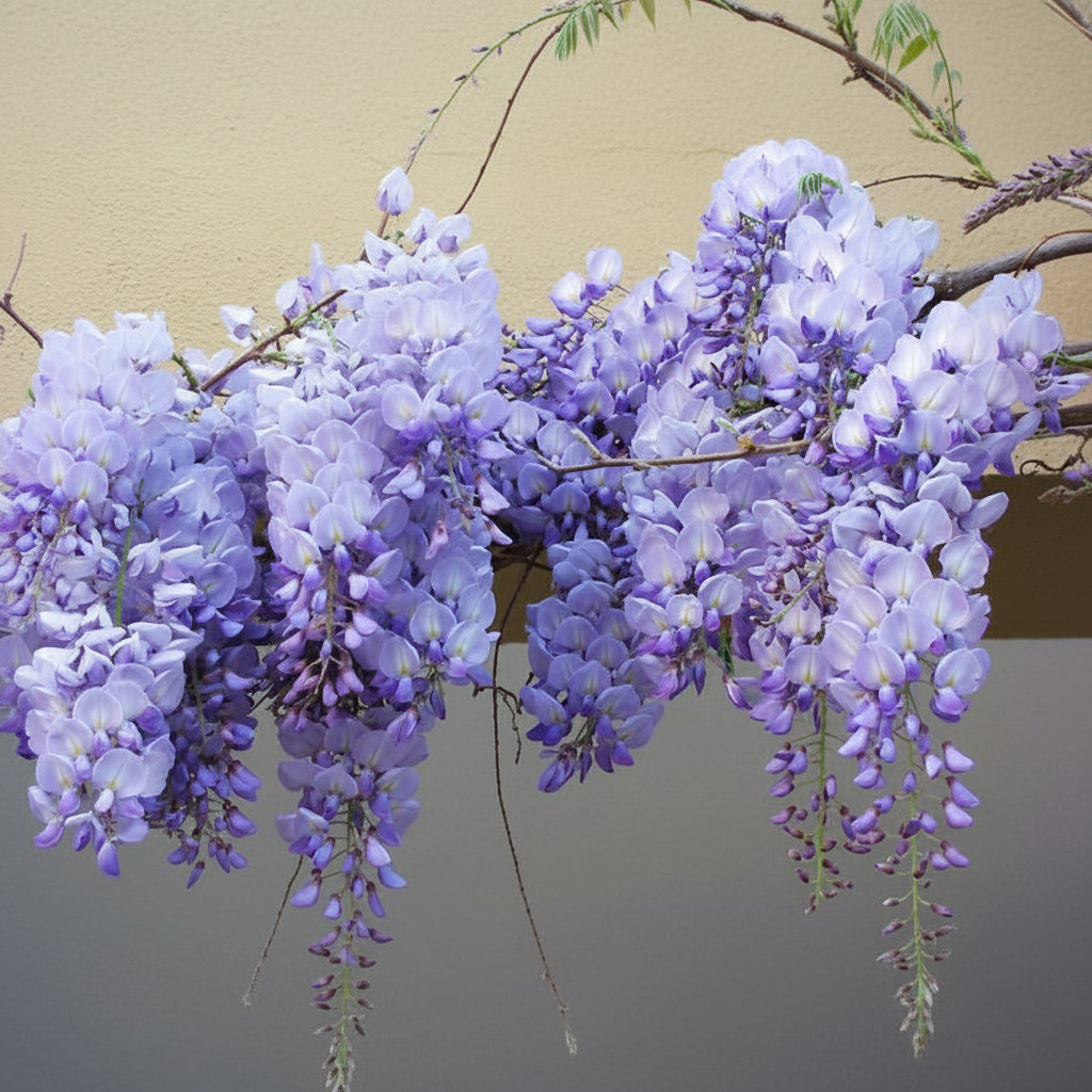 Glicina Wisteria "Serenity"