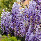Glicina Wisteria "Serenity"