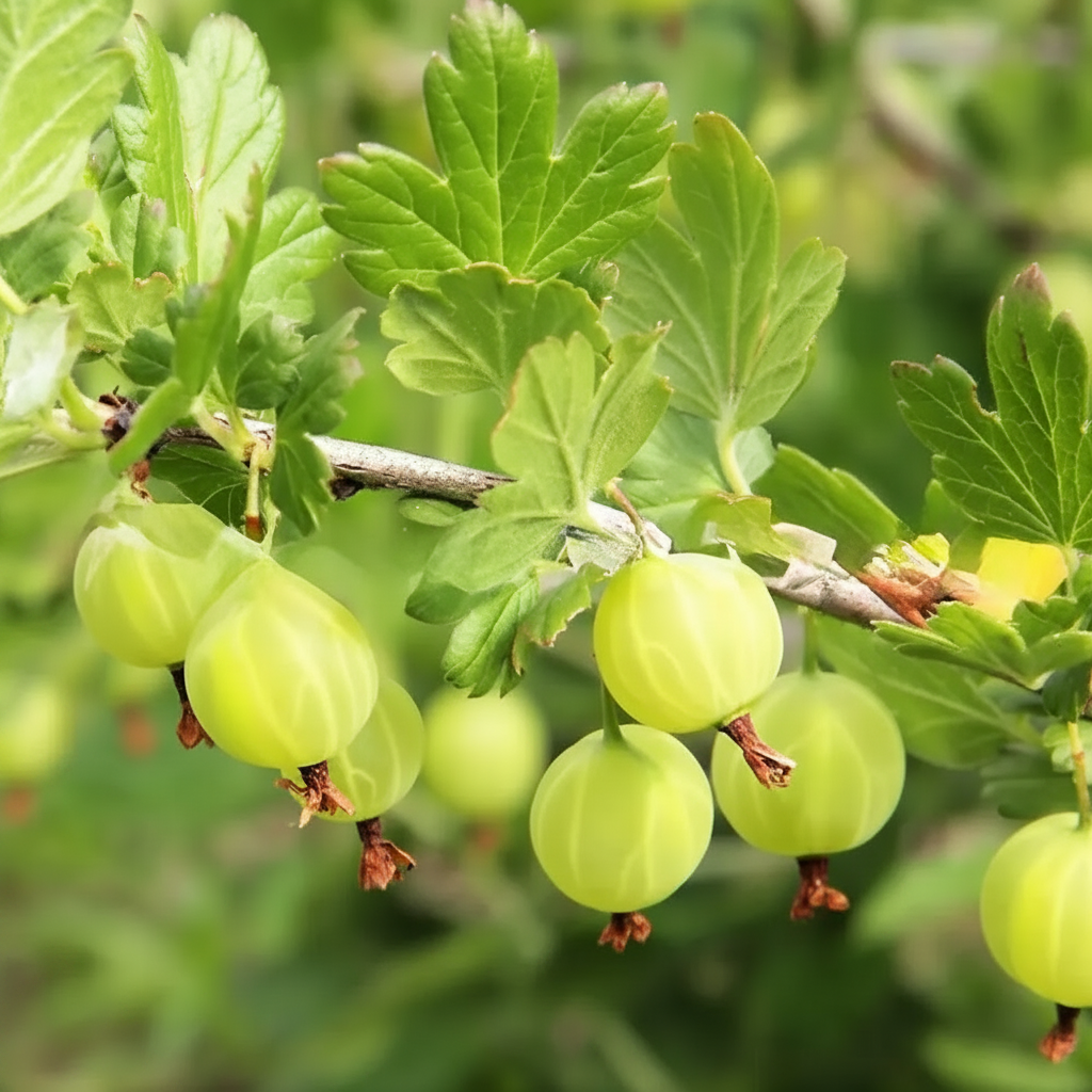 Agriș "Hinnonmaki Green" 1 bucată