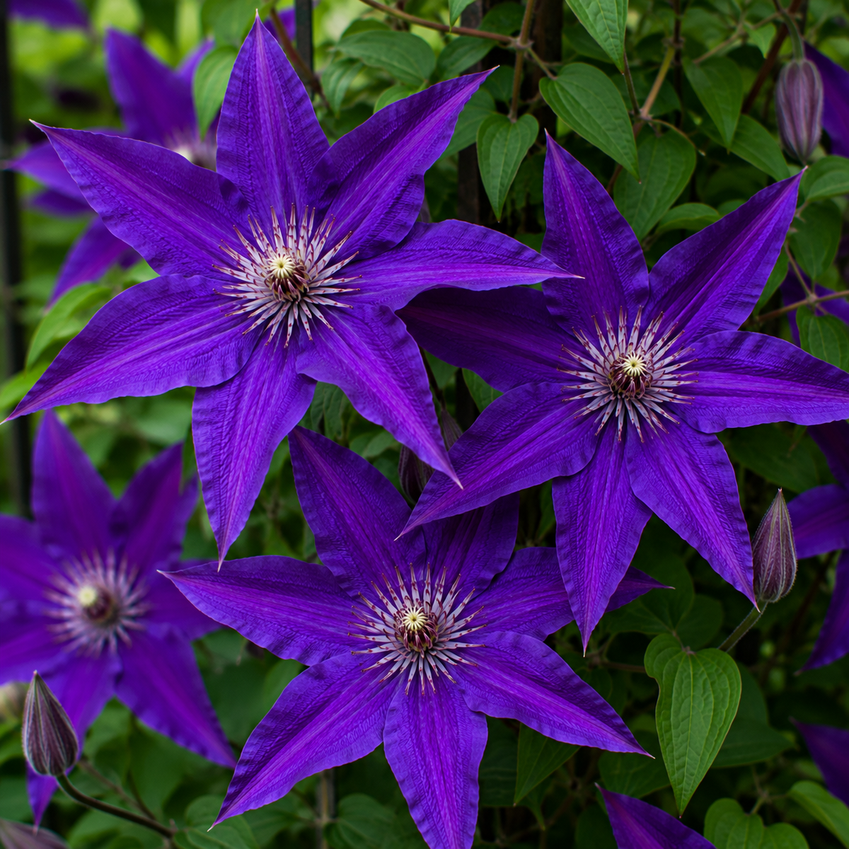 Clematis ‘Étoile Violette’  la ghiveci, 1 buc
