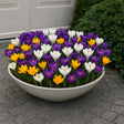 bulbi branduse large flowering mix