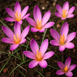 bulbi branduse roseus