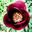 bulbi bujori nippon beauty