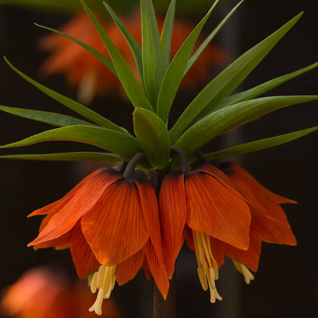 bulbi fritillaria orange brilliant