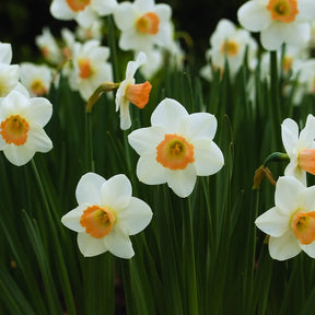 bulbi narcise Narcissus Pink Charm