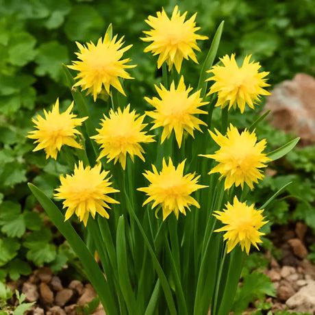 bulbi narcise Narcissus Rip van Winkle