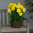 bulbi narcise Narcissus Tahiti
