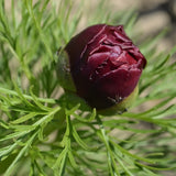Bulbi Bujori "Paeonia Nippon Beauty"  1 buc