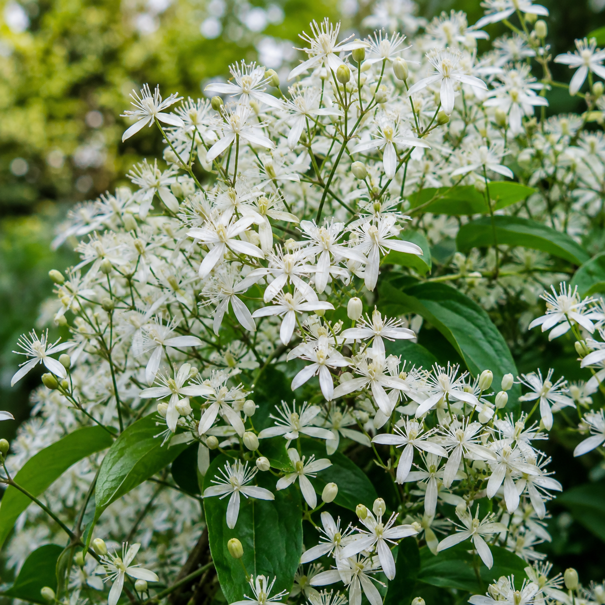 Clematis "Terniflora" la ghiveci, 1 buc