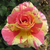 Detaliu floare trandafir Claude Monet® cu aspect artistic