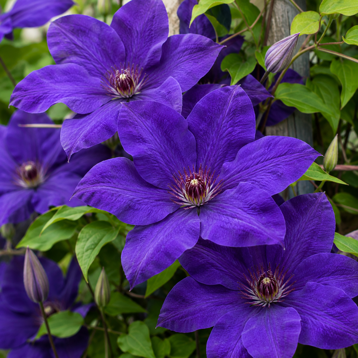 Clematis ‘The President’ la ghiveci, 1 buc