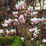 Magnolia "Ricki" la ghiveci