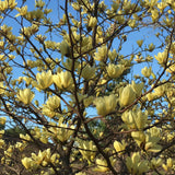 Magnolia "Butterflies" la ghiveci