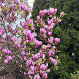 Magnolia "Betty" la ghiveci