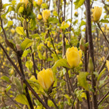 Magnolia "Yellow River" la ghiveci
