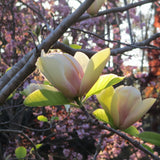 Magnolia "Sunrise" la ghiveci
