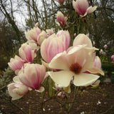 Magnolia "Sunrise" la ghiveci