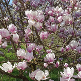 Magnolia Soulangeana "Alexandrina" la ghiveci