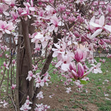 Magnolia Soulangeana "Alexandrina" la ghiveci