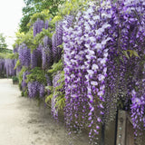 Glicina Wisteria "Mistery"
