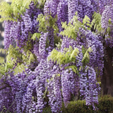 Glicina Wisteria "Mistery"