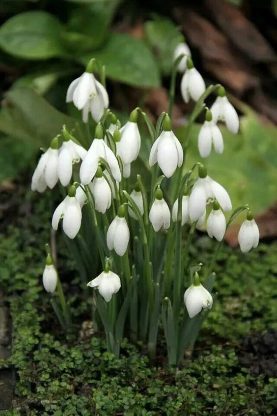 Bulbi Ghiocei - Galanthus Woronowii - 10 buc