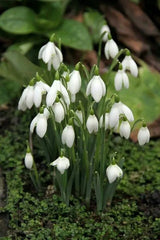 Bulbi Ghiocei - Galanthus Woronowii - 10 buc