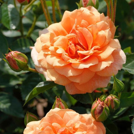 Trandafir Skyline cu flori roz pal și înflorire repetată.