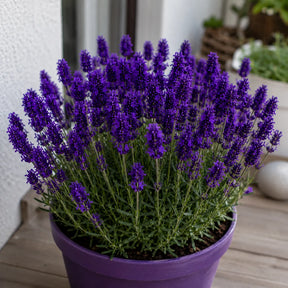 Plantă de lavandă Royal Velvet, varietate ornamentală cu flori violet intens și tije lungi, potrivită pentru grădini, terase, ronduri și buchete decorative parfumate.