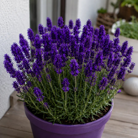 Plantă de lavandă Royal Velvet, varietate ornamentală cu flori violet intens și tije lungi, potrivită pentru grădini, terase, ronduri și buchete decorative parfumate.