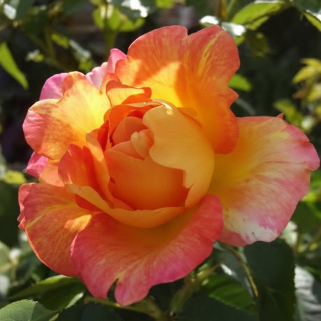 Trandafir Paul Cézanne cu flori bicolore galben și rosu