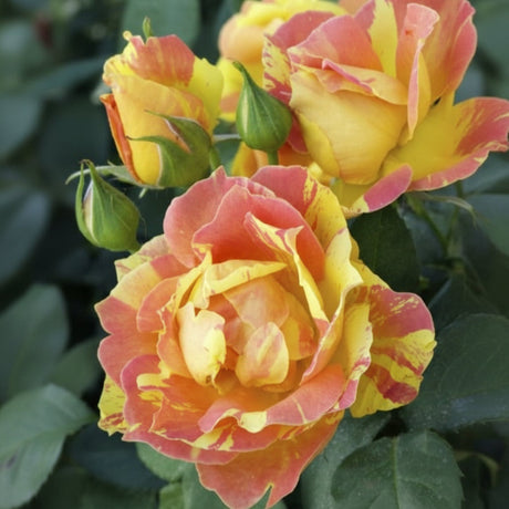 Trandafir Paul Cézanne înflorit în grădină