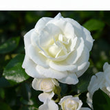 Trandafir White New Down