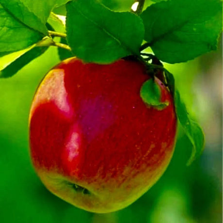 pomi fructiferi mar8