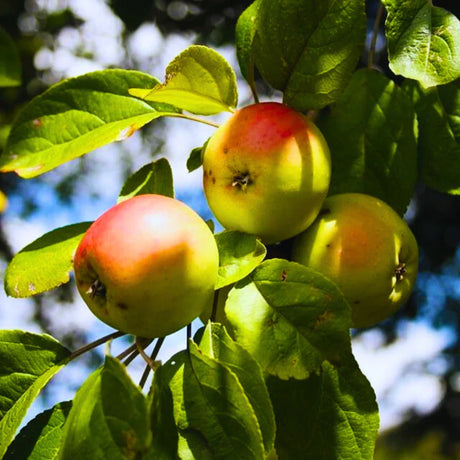 pomi fructiferi mar patul