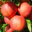 pomi fructiferi meri6